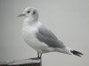 Kittiwake at Southend Pier (Steve Arlow) (30350 bytes)